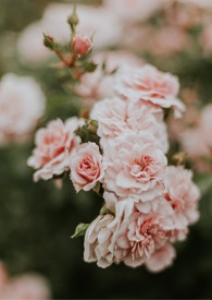 作者西窗的作品