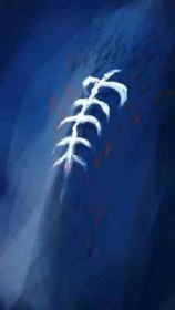 黑梅鸟是国家保护动物吗